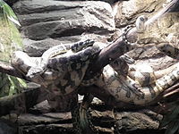 Herpetarium w Aquarium