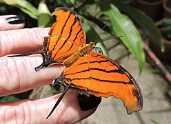 Marpesia petreus（タテハチョウ科）, ペルー