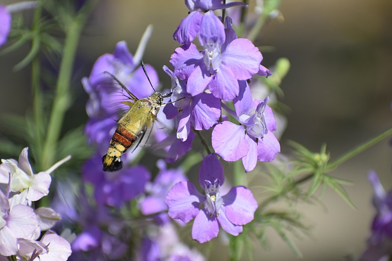 File:DSC 0310 Lark spur blue flowers.jpg