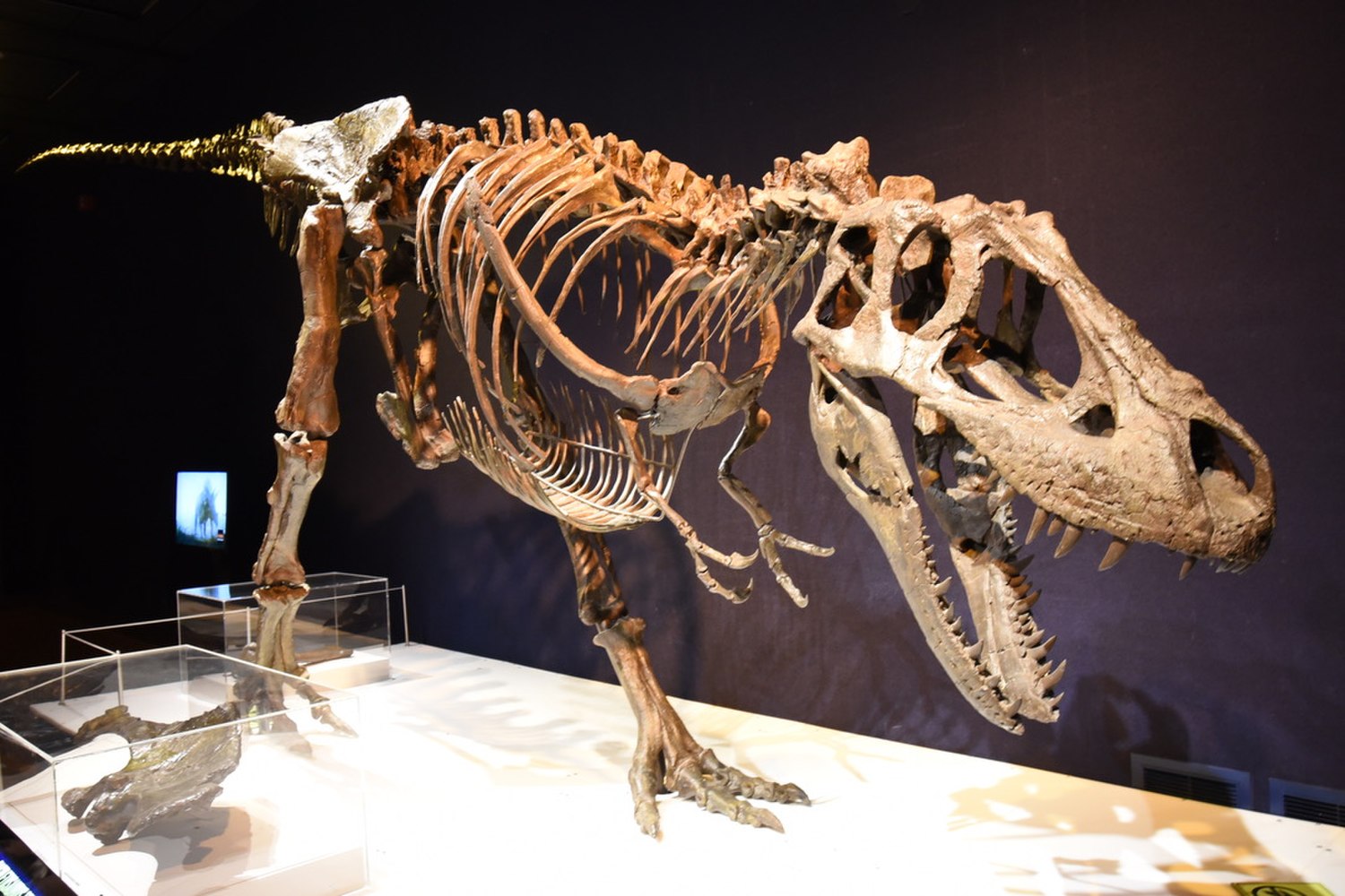 Human–dinosaur coexistence - Wikipedia