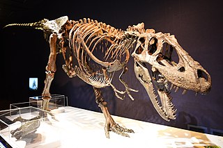 <i>Daspletosaurus</i> Genus of tyrannosaurid dinosaur from Late Cretaceous period