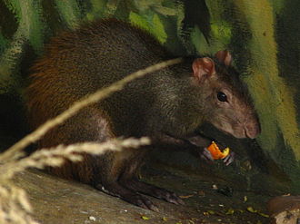 Red-rumped agouti Dasyprocta.leporina-03-ZOO.Dvur.Kralove.jpg