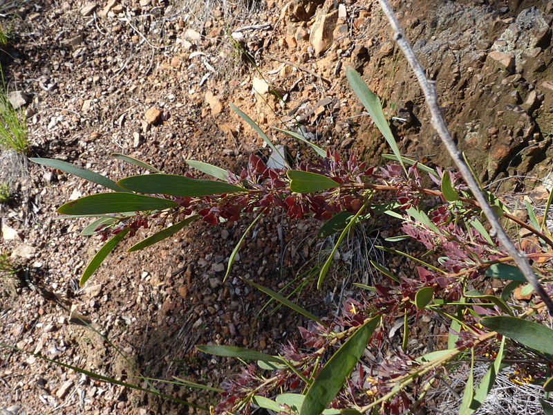 File:Daviesia mimosoides (5141755208).jpg