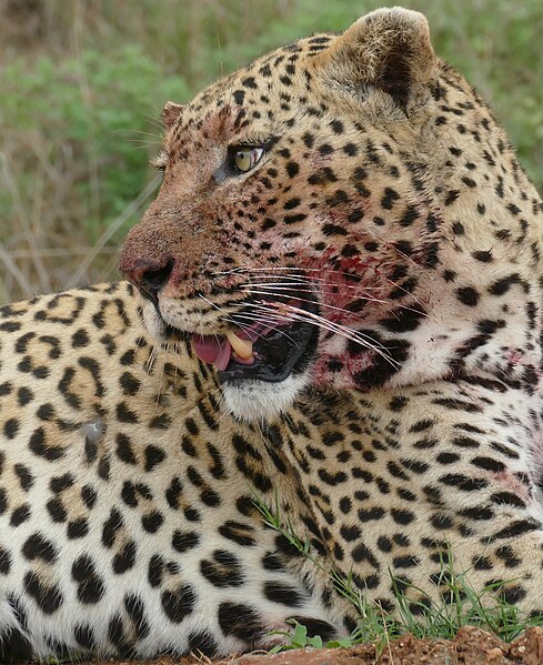 File:Day 40 Leopard (Panthera pardus) male resting after killing a warthog ... (53294446300).jpg