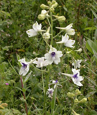 <i>Delphinium pavonaceum</i> Species of flowering plant