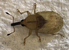 Derelomus sp. (canlı) .jpg