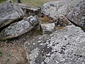 The ruined early neolithic tomb at Little Kit's Coty House. [70]