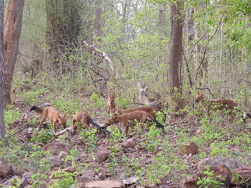 File:Dholes Cuon alpinus hunting a Spotted Deer image by Raju Kasambe DSCN4225 30.jpg