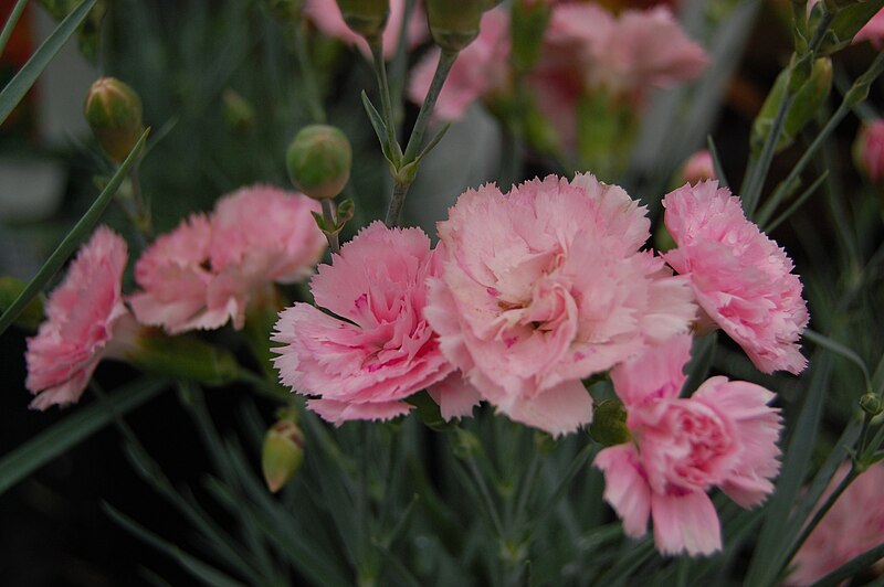 File:Dianthus 'Candy Floss' 01.JPG