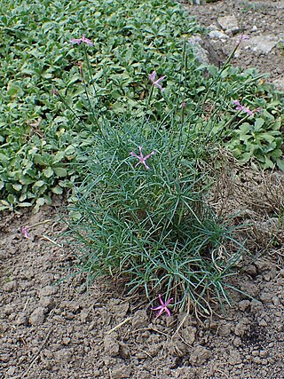 <i>Dianthus orientalis</i> Species of plant in the genus Dianthus