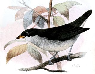 <span class="mw-page-title-main">Red-keeled flowerpecker</span> Species of bird