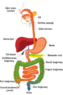 Digestive system simplified az.png