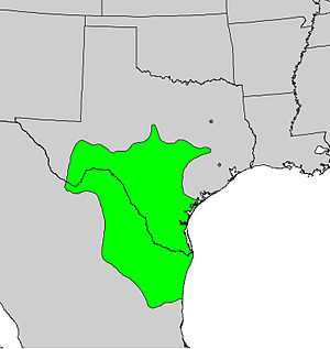 Diospyros texana range map.jpg