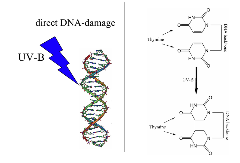 File:Direct DNA damage.png