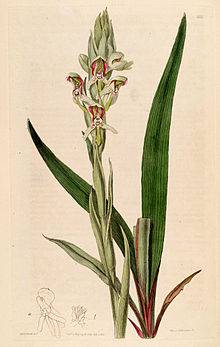 Disa cernua (as Disa prasinata) - Bot. Reg. 3 pl. 210 (1817).jpg