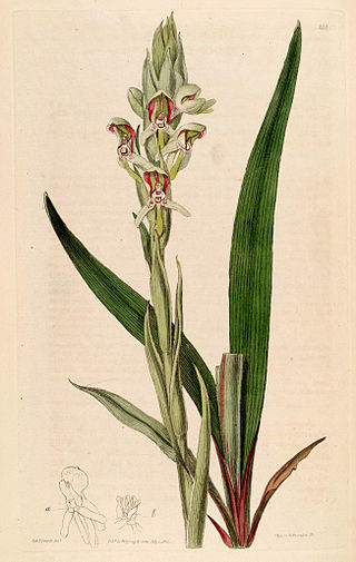 <i>Disa cernua</i> Species of orchid