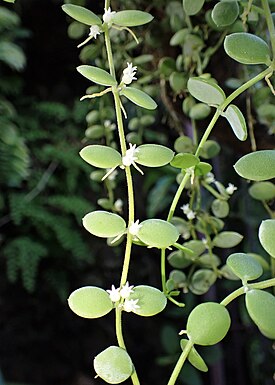 Dischidia nummularia