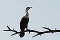 Cormoran dans la reserve de Djoudj