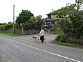 Dog walker on road near Mackey's Cross, Cork - geograph.org.uk - 3088049.jpg