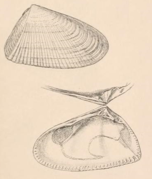 Donax rugosus (from Adams & Adams 1858: Plate 104, Fig.5a, b [1])