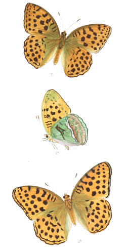 A. l. rudra Dryas rudra 371 2.png