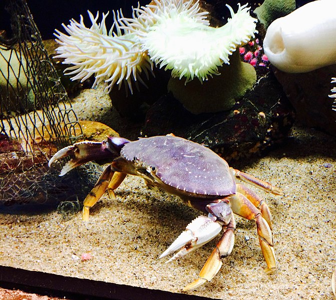 File:Dungeness crab (Metacarcinus magister) 2.jpg