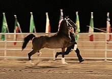 Are Dutch Harness Horses Gaited 