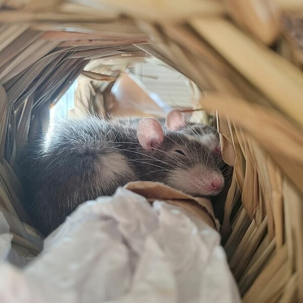 File:Dwarf rats sleeping.jpg