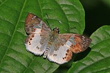 Eagris butterfly (Eagris lucetia) .jpg