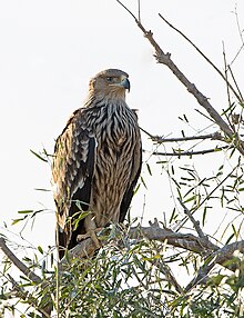 A juvenile eastern imperial eagle in Rajasthan, India Eastern Imperial Eagle (31083627027).jpg