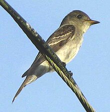 Eastern Peewee-Yucatán.jpg