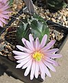 Echinocereus knippelianus