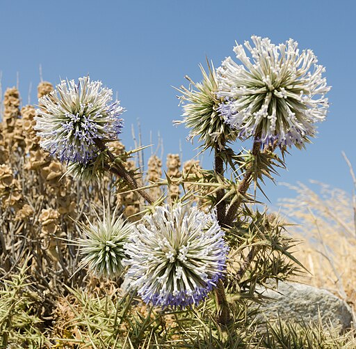 Echinops spinosissimus - Santorini - Greece - 04