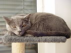 Welpen der Katzenrasse Chartreux sind mit Devon Rex und Britisch Kurzhaar-Welpen am ehesten von FNI bedroht.