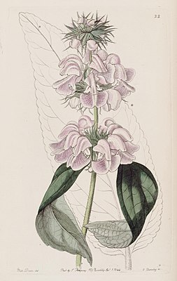 Edwards's botanical register (Plate 22) (8610251102) .jpg