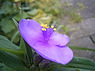 Tradescantia