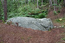 Une roche ressemblant vaguement à un éléphant dans une forêt.