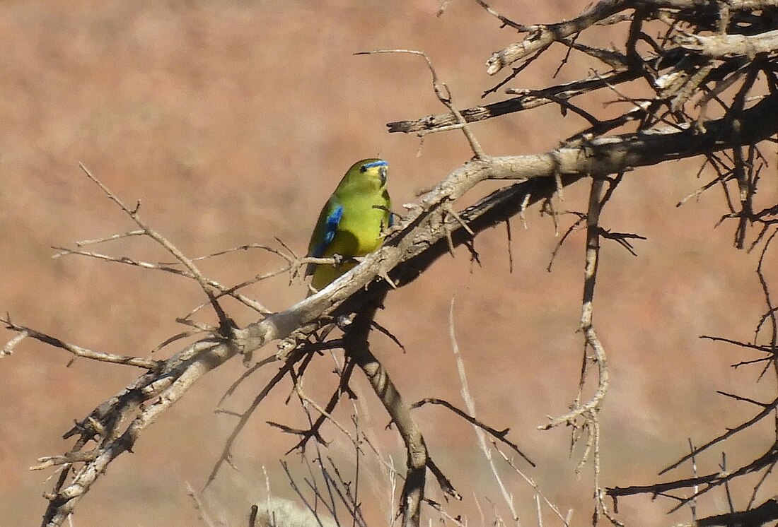 Elegant parrot