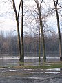 Batiscan, forêt inondable, rives de la rivière Batiscan et du fleuve Saint-Laurent, 30 avril 2005