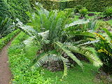 Encephalartos manikensis, Parque Terra Nostra, Furnas, Azoren