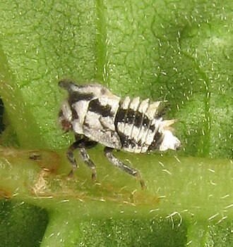 Nymph, on walnut tree. Enchenopa on juglans.jpg