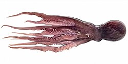 Enteroctopus megalocyathus male 90 mm ML-transformed.jpg