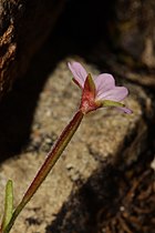 Epilobium clavatum