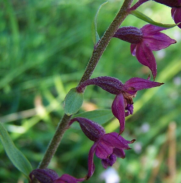 File:Epipactis atrorubens a1.jpg