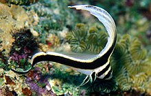 Equetus punctatus juvénile.jpg