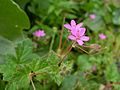 Erodium chium