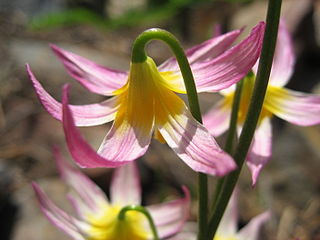 <i>Erythronium purpurascens</i> Species of flowering plant