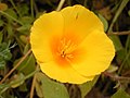 Eschscholzia californica