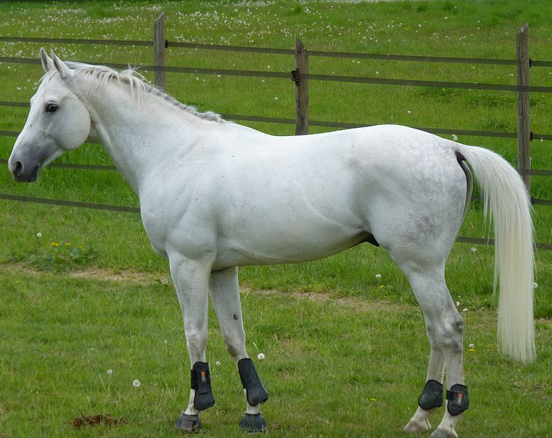 Malopolski Pferd