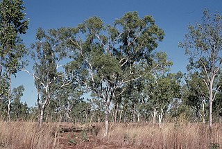 <i>Eucalyptus tectifica</i> Species of eucalyptus